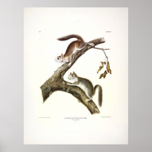 Downy Squirrel, American Red Squirrel, by Audubon Poster