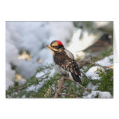 Downy Woodpecker (Front Horizontal)