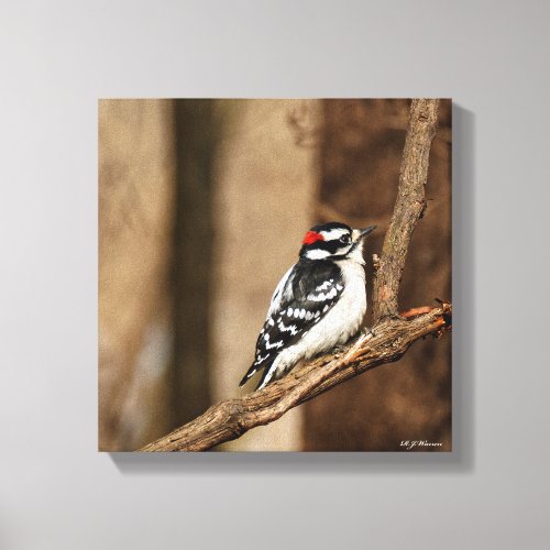 Downy Woodpecker 12x12 Canvas Print