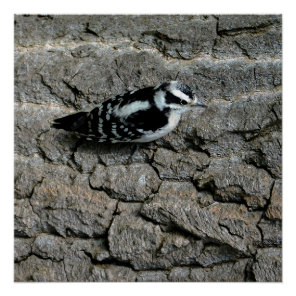 Downy Woodpecker 20" x 20", Poster  (Semi-Gloss)
