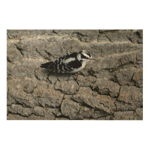 Downy Woodpecker 36"x24" Wood Wall Art