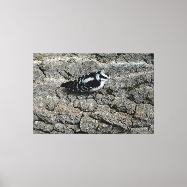 Downy Woodpecker 60 x 40 Wrapped Canvas Print (Front)