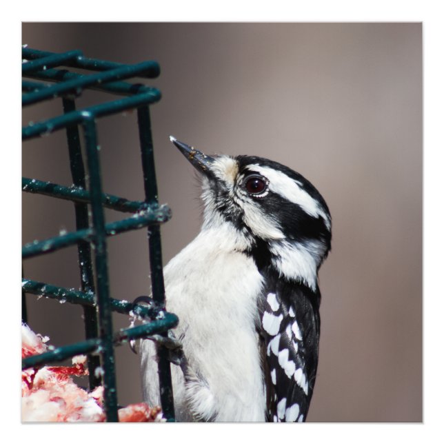Downy Woodpecker at Feeder Square Photo (Front)