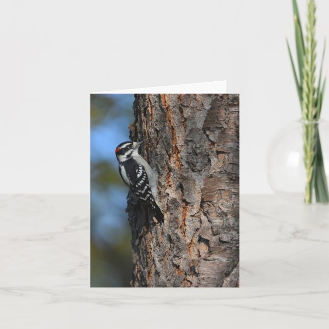 Downy woodpecker blank notecard (Front)