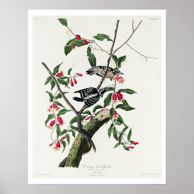 Downy Woodpecker by Audubon Poster (Front)