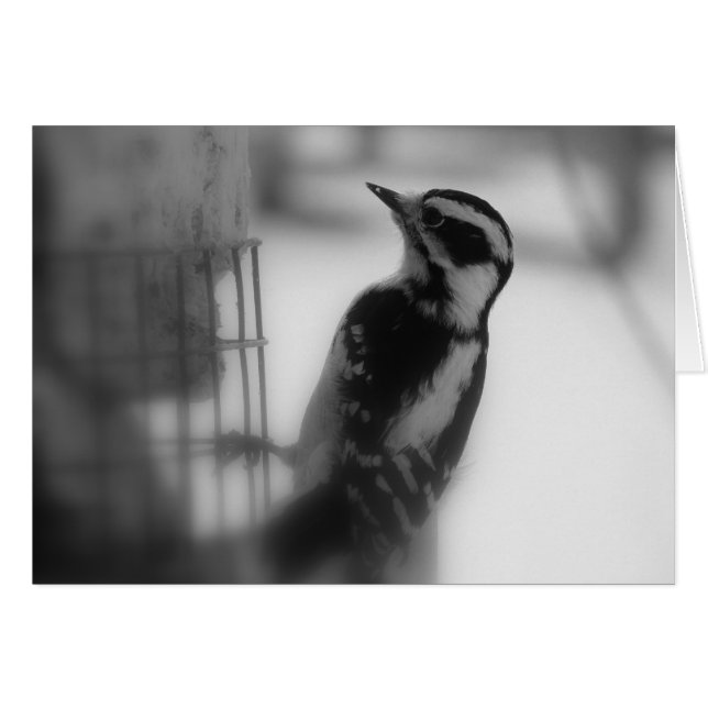 Downy Woodpecker Cards (Front Horizontal)