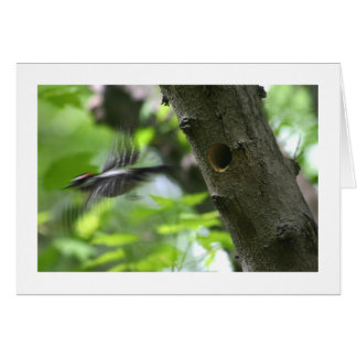 Downy Woodpecker Cards
