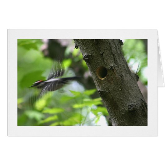 Downy Woodpecker Cards (Front Horizontal)