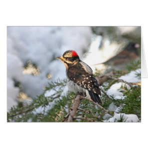 Downy Woodpecker Cards