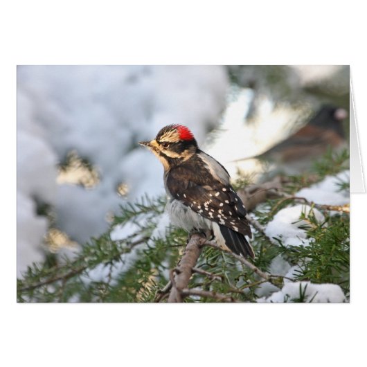 Downy Woodpecker Cards (Front Horizontal)