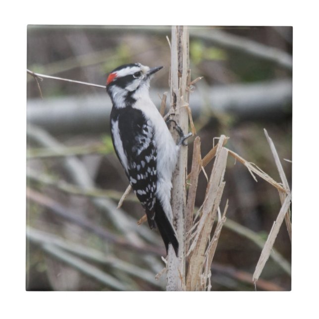 Downy Woodpecker Ceramic Tile (Front)
