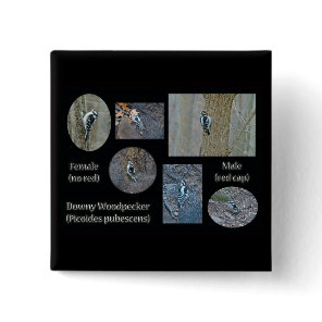 Downy Woodpecker Composite Pictures Items Pinback Button