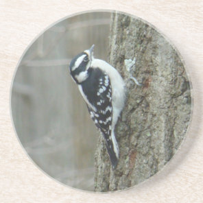 Downy Woodpecker Female Coaster