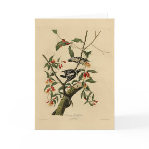 Downy Woodpecker - from Audubon's Birds of America Card