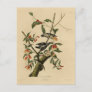 Downy Woodpecker - from Audubon's Birds of America Postcard