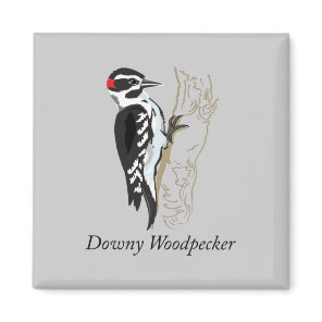 Downy Woodpecker Illustration Magnet