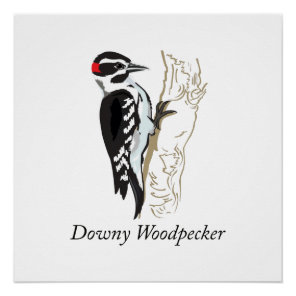 Downy Woodpecker Illustration Poster