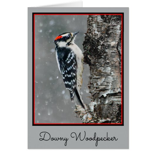 Downy Woodpecker in Snow - Original Photograph (Front)