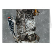 Downy Woodpecker in Snow - Original Photograph (Front Horizontal)