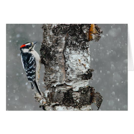 Downy Woodpecker in Snow - Original Photograph (Front Horizontal)