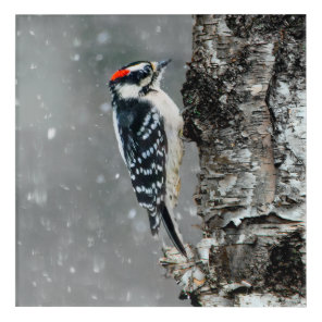 Downy Woodpecker in Snow - Original Photograph Acrylic Print