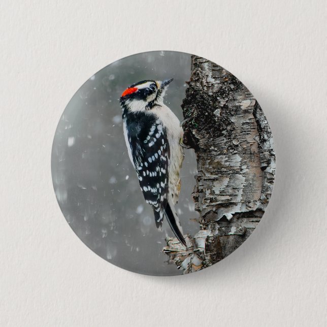 Downy Woodpecker in Snow - Original Photograph Button (Front)