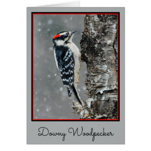 Downy Woodpecker in Snow - Original Photograph Cards