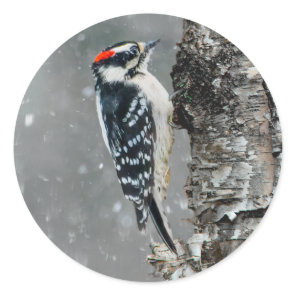 Downy Woodpecker in Snow - Original Photograph Classic Round Sticker