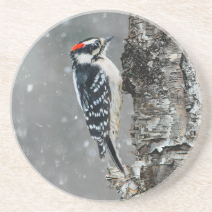 Downy Woodpecker in Snow - Original Photograph Coaster