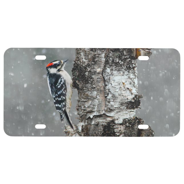 Downy Woodpecker in Snow - Original Photograph License Plate (Front)