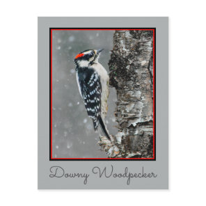 Downy Woodpecker in Snow - Original Photograph Postcard