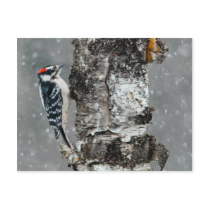 Downy Woodpecker in Snow - Original Photograph Postcard