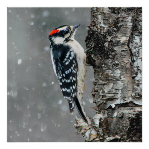 Downy Woodpecker in Snow - Original Photograph Poster