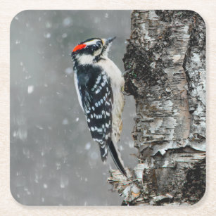 Downy Woodpecker in Snow - Original Photograph Square Paper Coaster