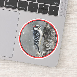 Downy Woodpecker in Snow - Original Photograph Sticker