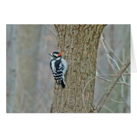 Downy Woodpecker Items Cards (Front Horizontal)