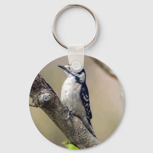 Downy Woodpecker Keychain (Front)