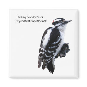 Downy Woodpecker Magnet