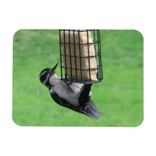 Downy Woodpecker on Feeder Magnet