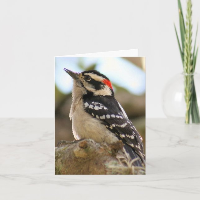 Downy Woodpecker Photo Folded Note Card (Front)