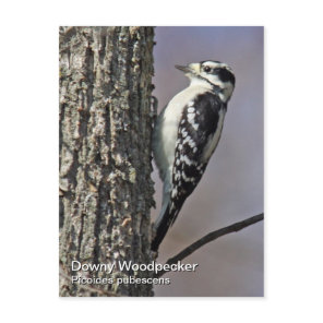 Downy Woodpecker Postcard