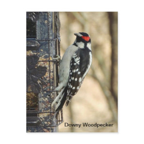 Downy Woodpecker Postcard