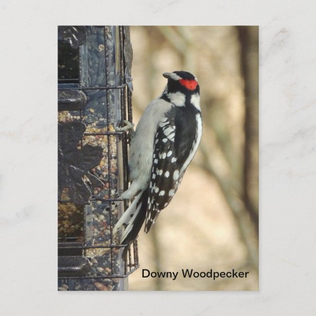 Downy Woodpecker Postcard (Front)