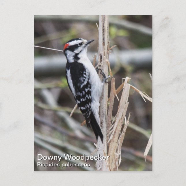 Downy Woodpecker Postcard (Front)