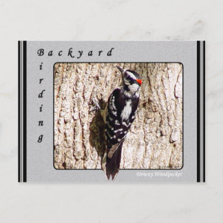 Downy Woodpecker Postcard
