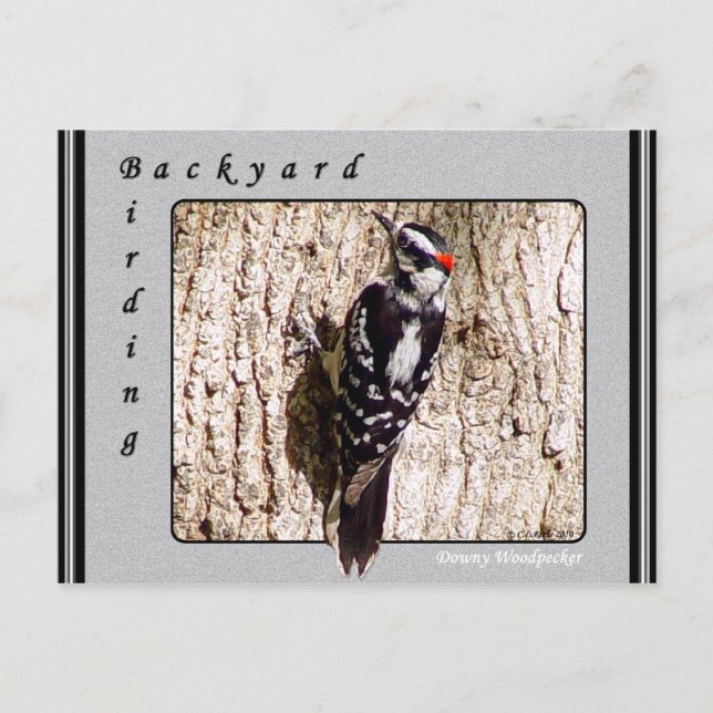 Downy Woodpecker Postcard (Front)