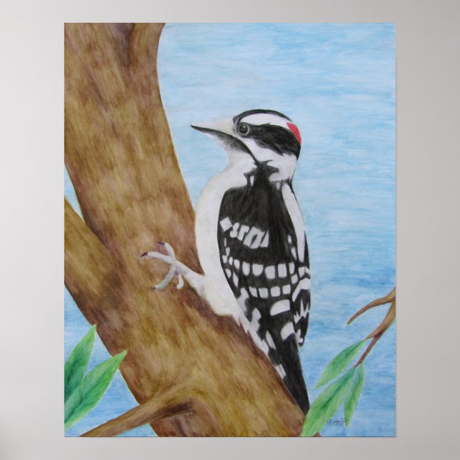 Downy Woodpecker Poster (Front)