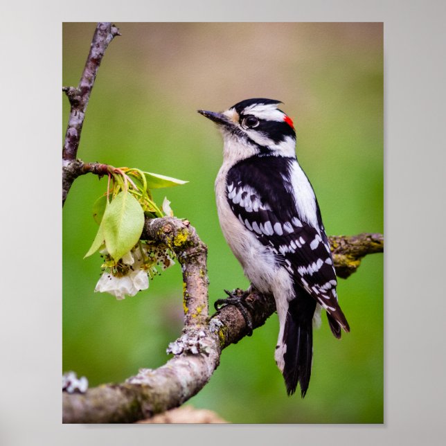 Downy Woodpecker Print (Front)