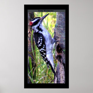 Downy Woodpecker Print