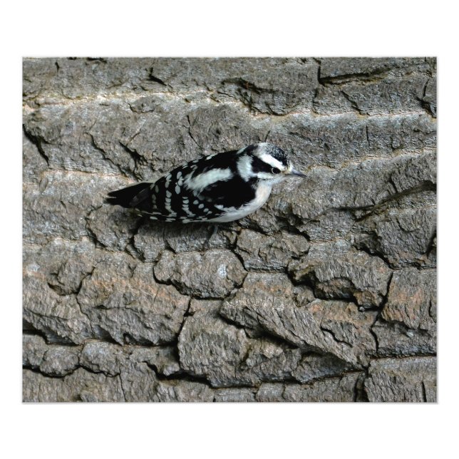 Downy Woodpecker Print (Front)